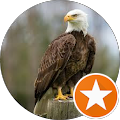 baldeagle